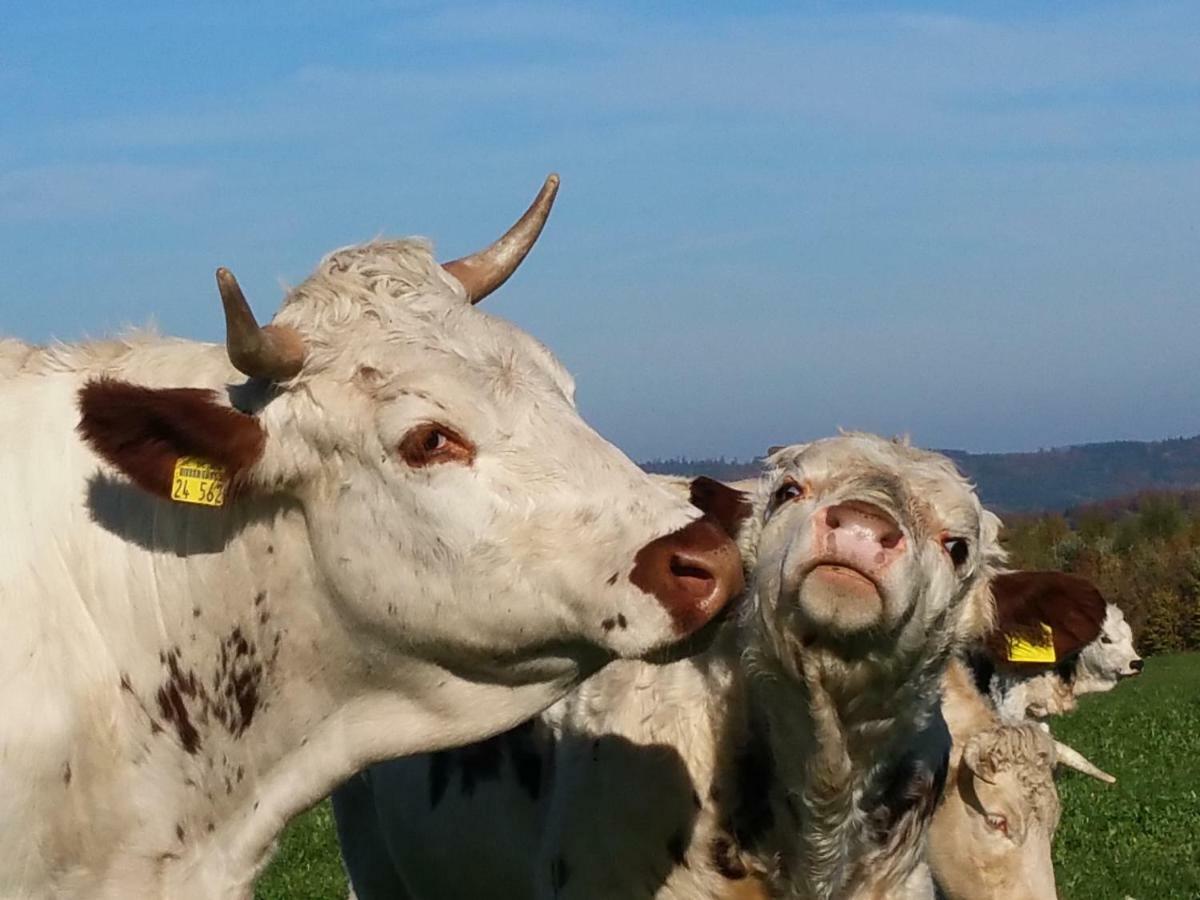 Appartamento Betzemuehle 2 Bauernhof Altenschlirf Esterno foto
