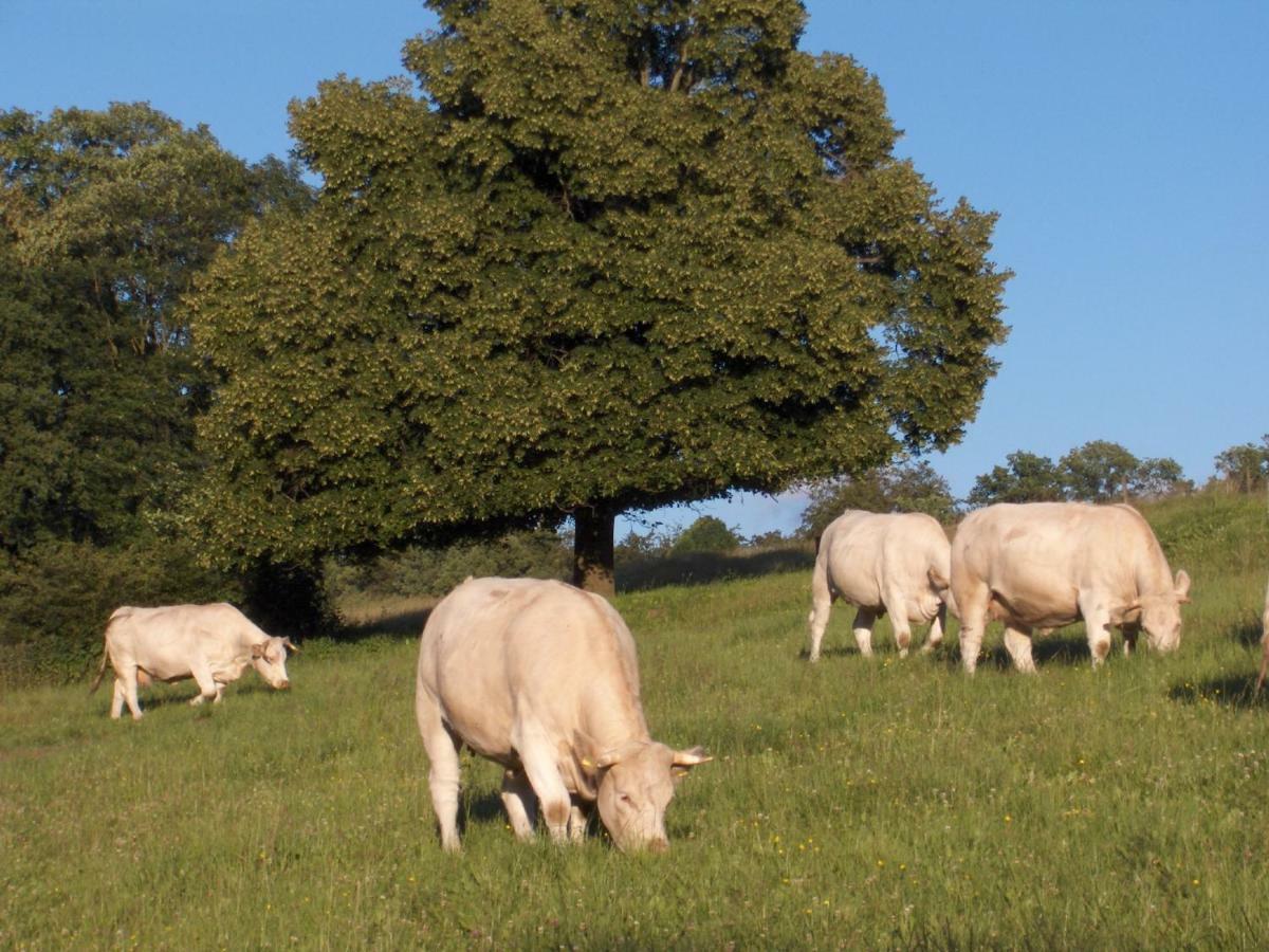 Appartamento Betzemuehle 2 Bauernhof Altenschlirf Esterno foto